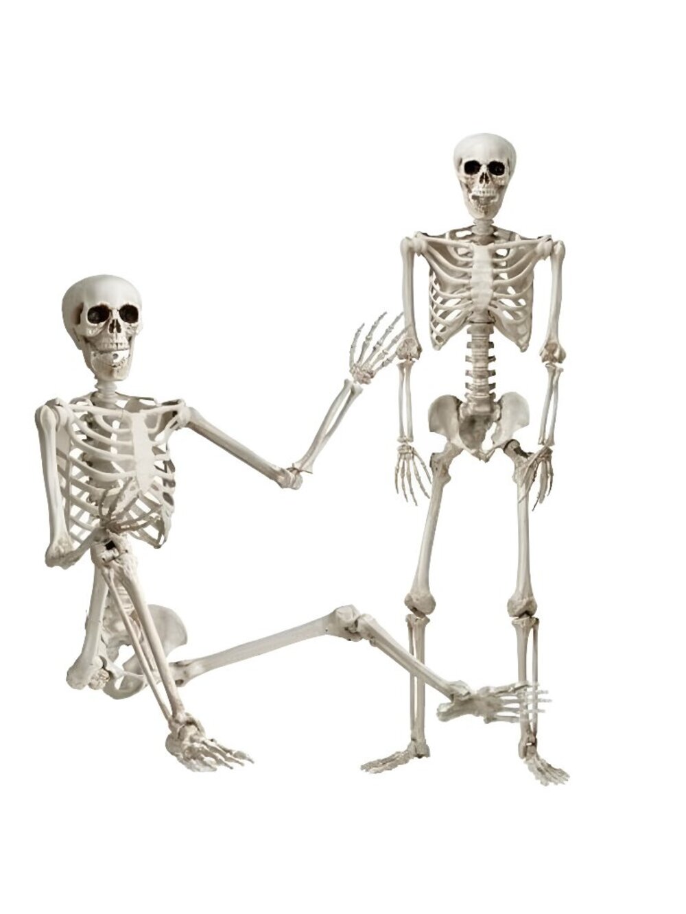 5 FT Halloween Skeleton, Full Body Stayable Movable Joints, Posable